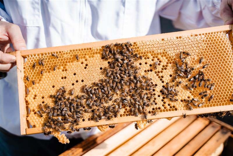 Imker hält präsentiert einen Bienenstock im VIECON Center