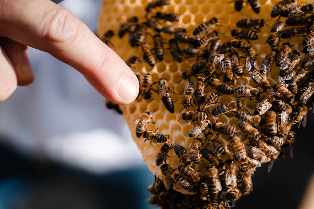 Ein Finger zeigt auf zahlreiche Bienen auf einer gelben Bienenwabe 
