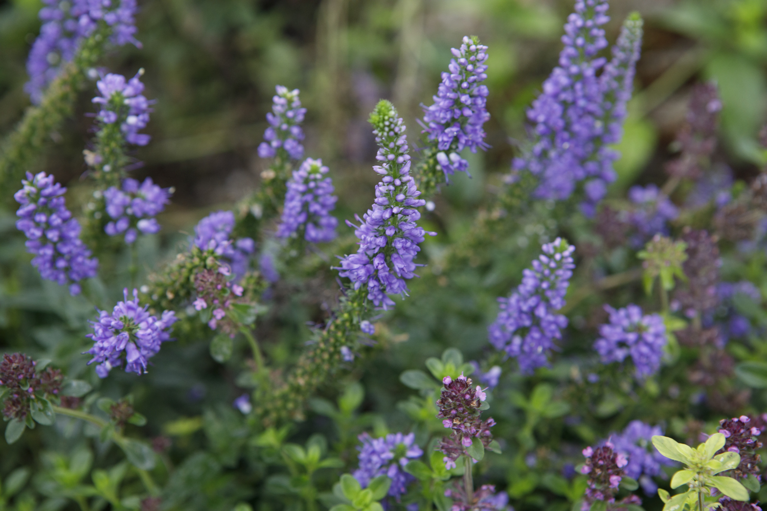 Detailaufnahme der lilanen Nützlingsweide im Innenhof